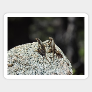 Wildlife gifts, reptiles, western fence lizard Sticker